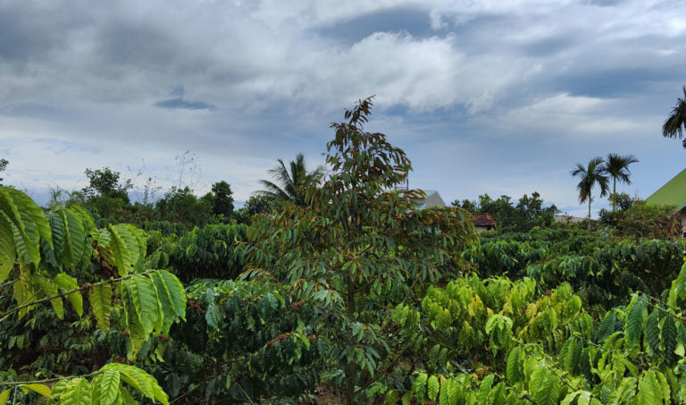Coffee Market Summary for November 25–29, 2024