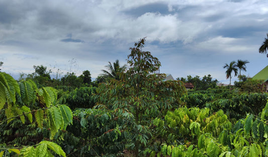 Coffee Market Summary for November 25–29, 2024