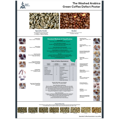 Arabica Poster - Engelska - SCA