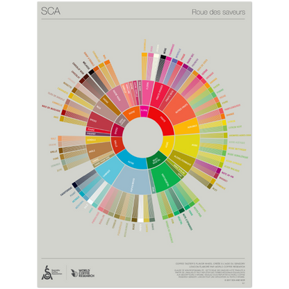 Franska - Coffee Taster's Flavour Wheel Poster -SCA