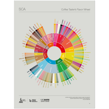 Engelska -The Coffee Taster's Flavour Wheel Poster -SCA