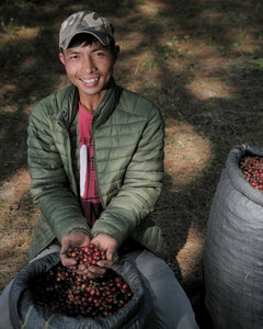 Green Coffee Beans Vietnam - 500g - Roast yourself